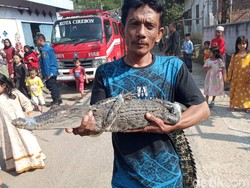 Penemuan Buaya 1 Meter Gegerkan Warga Argasunya Cirebon