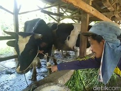 11 Sapi Perah Satu Desa di Pasuruan Mati Diduga Kena Wabah PMK