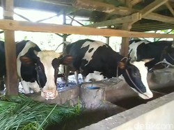 Ribuan Sapi di Pasuruan Kena PMK, Ratusan Ekor Dipotong dan Dijual Paksa