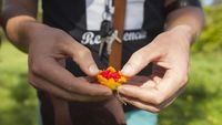 Unik! Tur Kelapa Ini Ajarkan Orang Bertahan Hidup Pakai Kelapa
