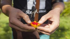 Unik! Tur Kelapa Ini Ajarkan Orang Bertahan Hidup Pakai Kelapa