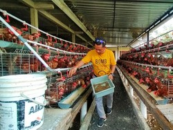 Peternak Ayam Jembrana Hemat Pakan-Hilangkan Bau Manfaatkan Maggot