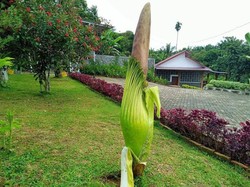 Bunga Bangkai Setinggi 1,3 Meter Tumbuh di Kebun Milik Wagub Ijeck