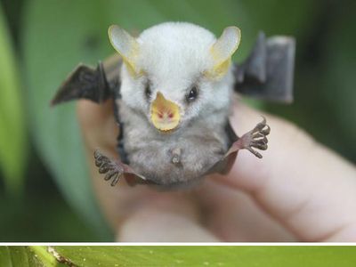 Gemasnya, Deretan Foto Bayi Hewan yang Jarang Diketahui