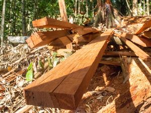 Hari Lingkungan Hidup dan PR Besar RI Berantas Pembalakan Liar Hari Lingkungan Hidup dan PR Besar RI Berantas Pembalakan Liar