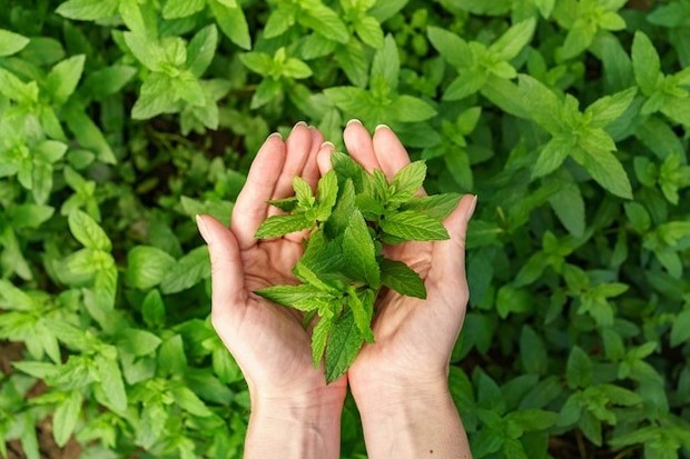 Aroma pappermint memberikan rasa segar dan herbal