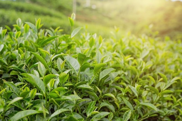 Aroma daun teh dapat meningkatkan konsentrasi