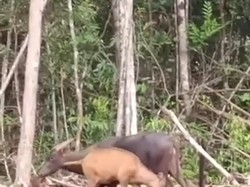 Mengenal 2 Spesies Anoa, Satwa Endemik Sulawesi yang Terancam Punah