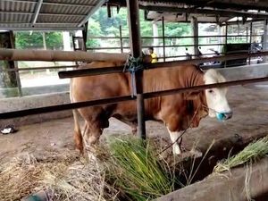 7 Ekor Sapi Suspek PMK, RPH Kota Bogor Tutup Sementara 7 Ekor Sapi Suspek PMK, RPH Kota Bogor Tutup Sementara