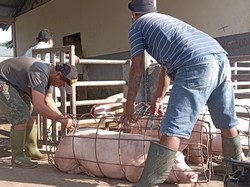 Pariwisata Dibuka, Jasa Pemotongan Hewan di Denpasar Menggeliat Lagi