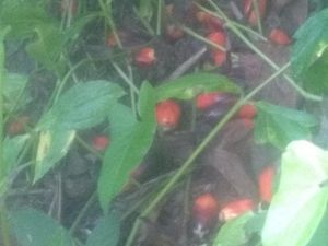 Cerita Petani di Bengkulu Biarkan Sawit Jatuh dan Membusuk