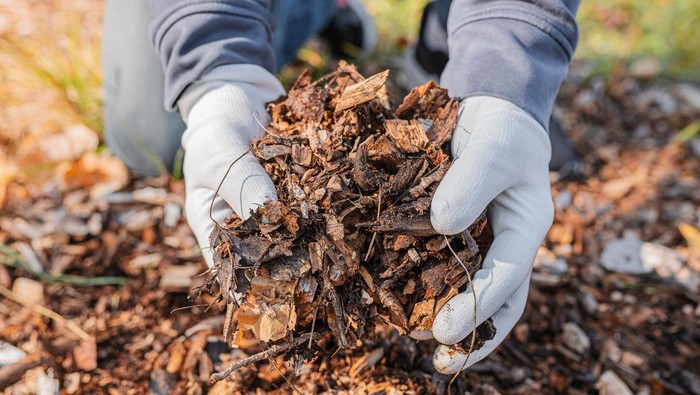 The mans hands in gardening gloves are sorting through the chopped wood of the trees. Mulching the tree trunk circle with wood chips. Organic matter of natural origin