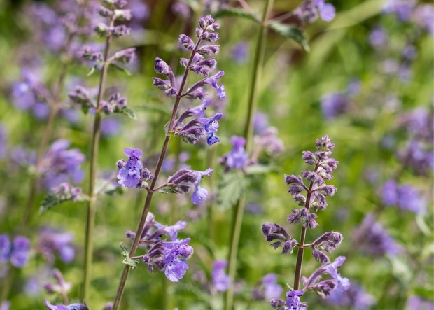 Ilustrasi Tanaman Catnip/Canva/Annimei Ilustrasi Tanaman Catnip/Canva/Annimei