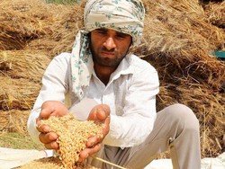 India Larang Ekspor Gandum, Apa Dampaknya Bagi Indonesia dan Global?