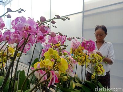 Lebih Dekat dengan Deretan Bunga Nan Cantik di Bali Orchid Garden