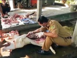 Distan Jembrana Pastikan Daging Babi Layak Konsumsi Jelang Galungan