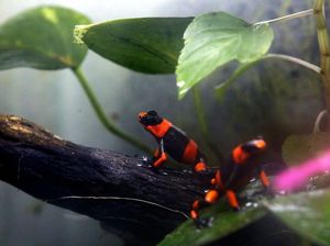 Begini Cara Penangkaran Katak Beracun yang Nyaris Punah di Kolombia