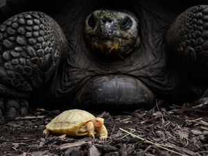 Langka, Bayi Kura-kura Albino Ini Lahir di Kebun Binatang Swiss