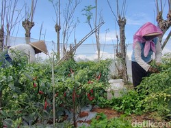 Omzet Cabai Kulon Progo di Pasar Lelang Tembus Rp 600 Juta Sehari