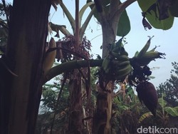 Dahan Pohon Kita Masuk Pekarangan Tetangga, Buahnya buat Siapa?