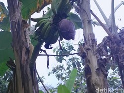Ada Pohon Pisang Tak Biasa di Majalengka