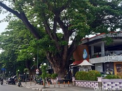 DPRD Tepis Isu Revitalisasi Lapangan Merdeka Rusak Pohon Trembesi