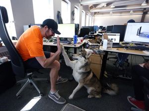 Unik, Karyawan di Kanada Ini Boleh Bawa Hewan Peliharaan ke Kantor Unik, Karyawan di Kanada Ini Boleh Bawa Hewan Peliharaan ke Kantor