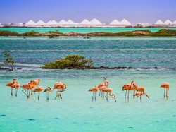 Pulau Indah Ini Punya Flamingo Lebih Banyak dari Manusia