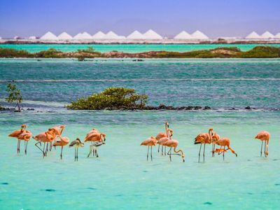 Potret Bonaire Pulau Indah Rumah Flamingo