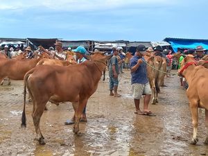 1.000 Ekor Sapi di 14 Kecamatan Sampang Terjangkit Wabah PMK 1.000 Ekor Sapi di 14 Kecamatan Sampang Terjangkit Wabah PMK