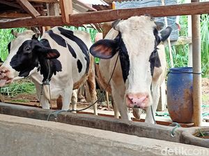 Peternak Sapi Ponorogo Terdampak PMK Dapat Bantuan Rp 10 Juta, Ini Ketentuannya Peternak Sapi Ponorogo Terdampak PMK Dapat Bantuan Rp 10 Juta, Ini Ketentuannya