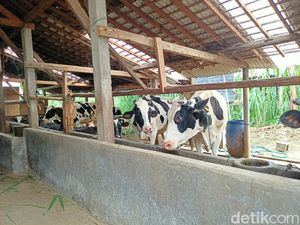 Produksi Susu di Ponorogo Turun 90% Imbas PMK, Pengepul Rugi Rp 1 M