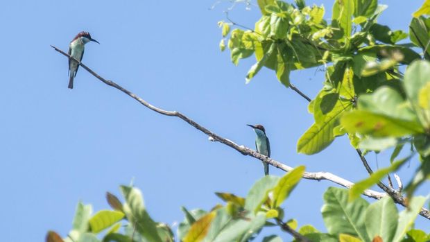 WARISAN DUNIA DI UJUNG BARAT JAWA Sepasang burung Kirik-kirik laut (Merops philippinus) bertenger di ranting pohon di Taman Nasional Ujung Kulon, Banten.