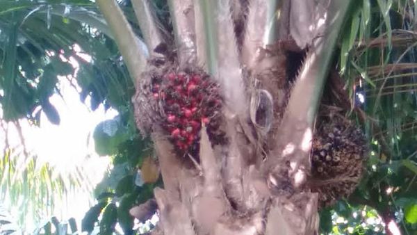 Penampakan Sawit Dibiarkan Busuk di Mukomuko