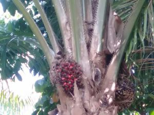 Penampakan Sawit Dibiarkan Busuk di Mukomuko Penampakan Sawit Dibiarkan Busuk di Mukomuko