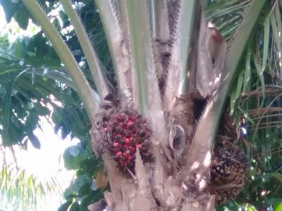 Penampakan Sawit Dibiarkan Busuk di Mukomuko