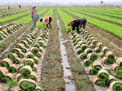 4 Lapisan Tanah di Bumi, Mana yang Paling Subur?
