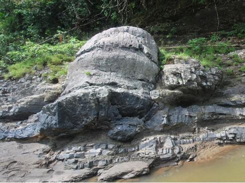 Fosil Kayu Ini Dipercaya Lebih Tua dari Pulau Sumatra