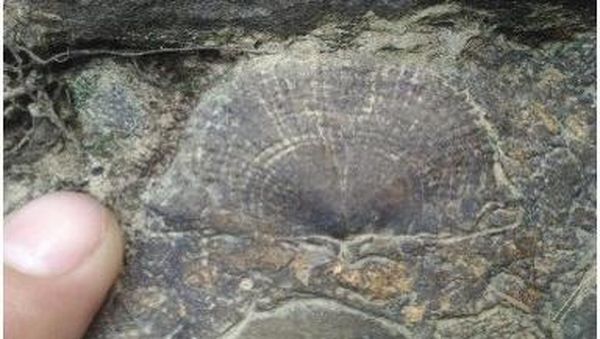 Wujud Fosil Pohon yang Usianya Lebih Tua dari Pulau Sumatra