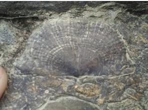 Wujud Fosil Pohon yang Usianya Lebih Tua dari Pulau Sumatra Wujud Fosil Pohon yang Usianya Lebih Tua dari Pulau Sumatra
