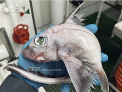 Ikan Mirip Frankenstein Ini Bikin Netizen Kebingungan