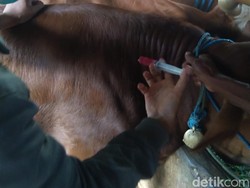 Suspek PMK di Blitar Meluas hingga ke 12 Kecamatan