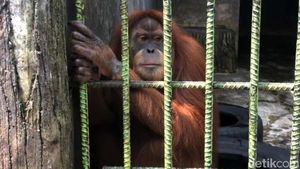 Nih, Orang Utan yang Viral Gegara Tarik Pengunjung Kebun Binatang