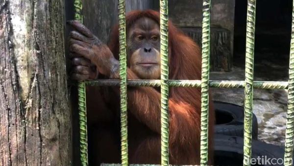 Nih, Orang Utan yang Viral Gegara Tarik Pengunjung Kebun Binatang