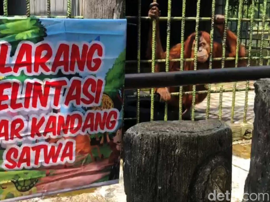 Karyawan Joget Dekat Kandang Orang Utan, Serulingmas Zoo Minta Maaf