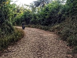 Melacak Jejak Harimau Jawa di Balik Hutan Sukabumi