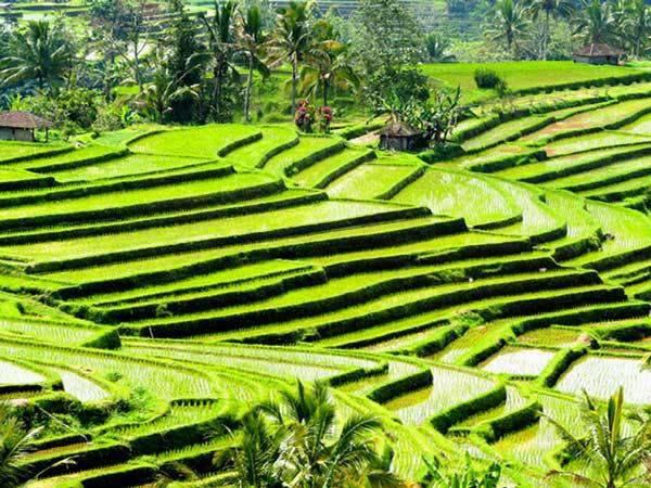 Subak di Jatiluwih yang Tak Sekadar Indah