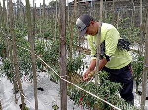 Harga Cabai di Purbalingga Juga Meroket, Faktor Cuaca Disebut Pemicunya Harga Cabai di Purbalingga Juga Meroket, Faktor Cuaca Disebut Pemicunya