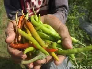 Curhat Petani Cabai di Kudus, Tanaman Busuk-Diserang Hama