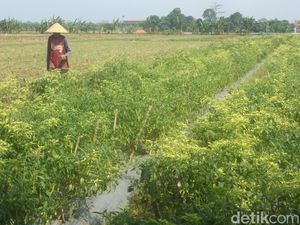 Solusi Digital Telkom Bantu Petani Makin Produktif dan Raup Cuan Solusi Digital Telkom Bantu Petani Makin Produktif dan Raup Cuan